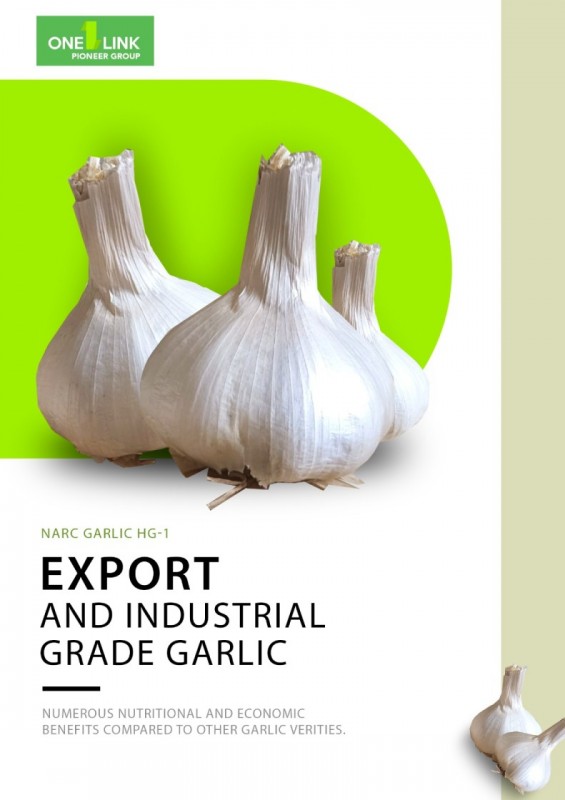 Garlic NARC HG1 from Pakistan